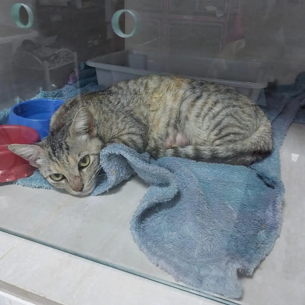 Jasmin, gata de porte pequeno para adoção em Primavera do Leste - MT