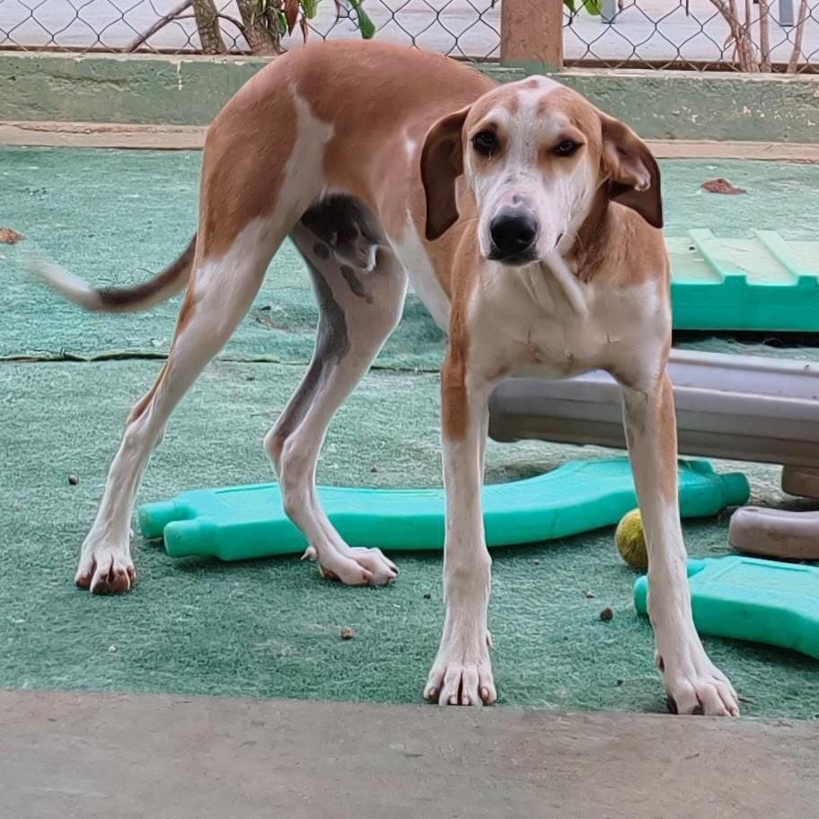 Henry, cachorro de porte grande para adoção em Primavera do Leste - MT