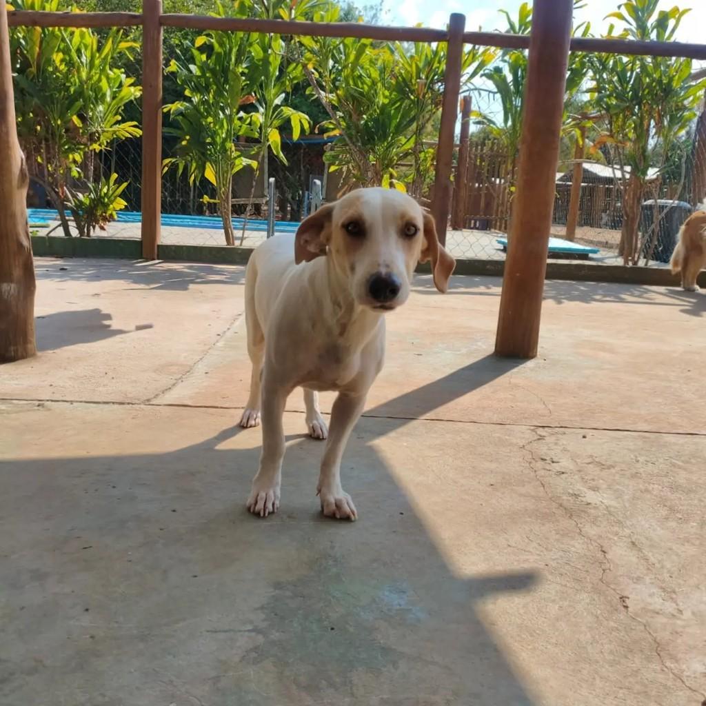 Docinho, cachorro de porte pequeno para adoção em Primavera do Leste - MT