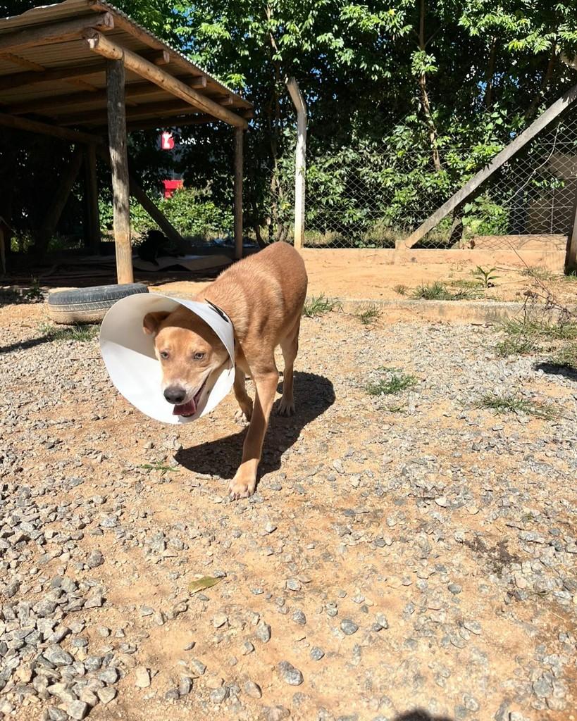 Zeca, cachorro de porte médio para adoção em Grão-Pará - SC