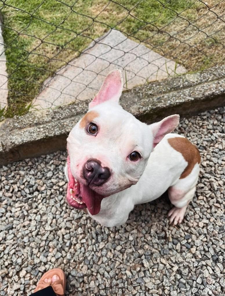 Branquinho, cachorro de porte pequeno para adoção em Grão-Pará - SC