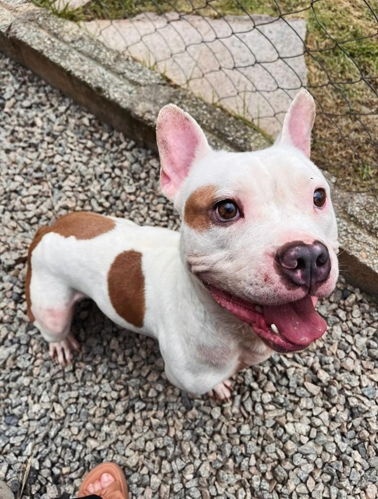 Branquinho, cachorro de porte pequeno para adoção em Grão-Pará - SC — foto 2 de 3