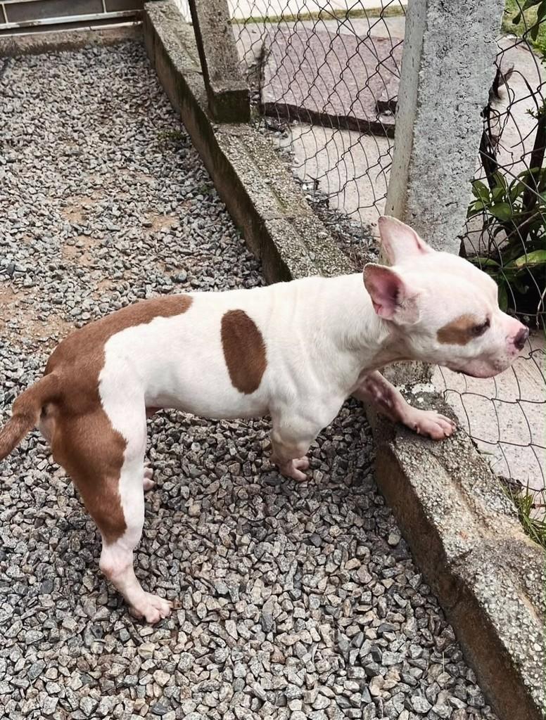 Branquinho, cachorro de porte pequeno para adoção em Grão-Pará - SC — foto 3 de 3