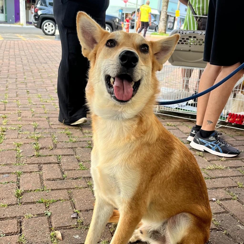 Marlon, cachorro de porte médio para adoção em Santa Bárbara d'Oeste - SP