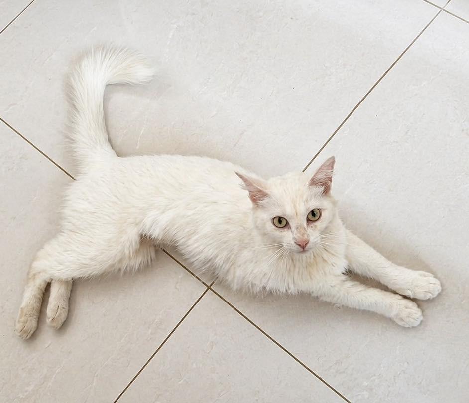 Mary, gata de porte médio para adoção em Santa Bárbara d'Oeste - SP