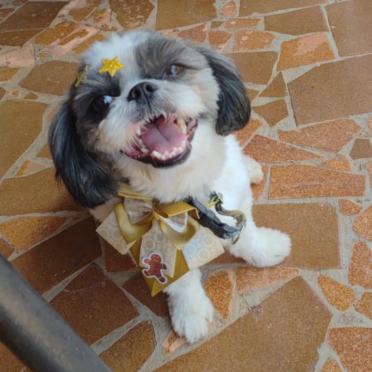 Lucky, cachorro de porte pequeno para adoção em Santa Bárbara d'Oeste - SP