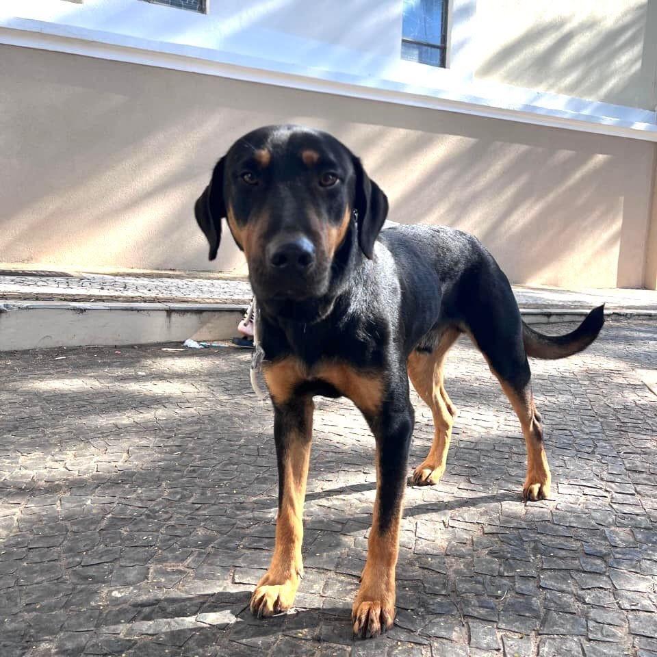 João, cachorro de porte médio para adoção em Santa Bárbara d'Oeste - SP