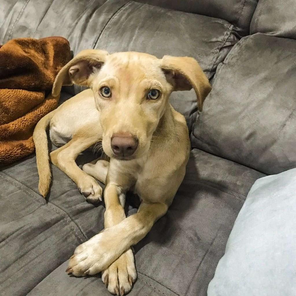 Serena, cachorro de porte pequeno para adoção em Santa Bárbara d'Oeste - SP