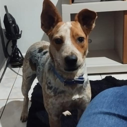 Duke, cachorro de porte médio para adoção em Santa Bárbara d'Oeste - SP