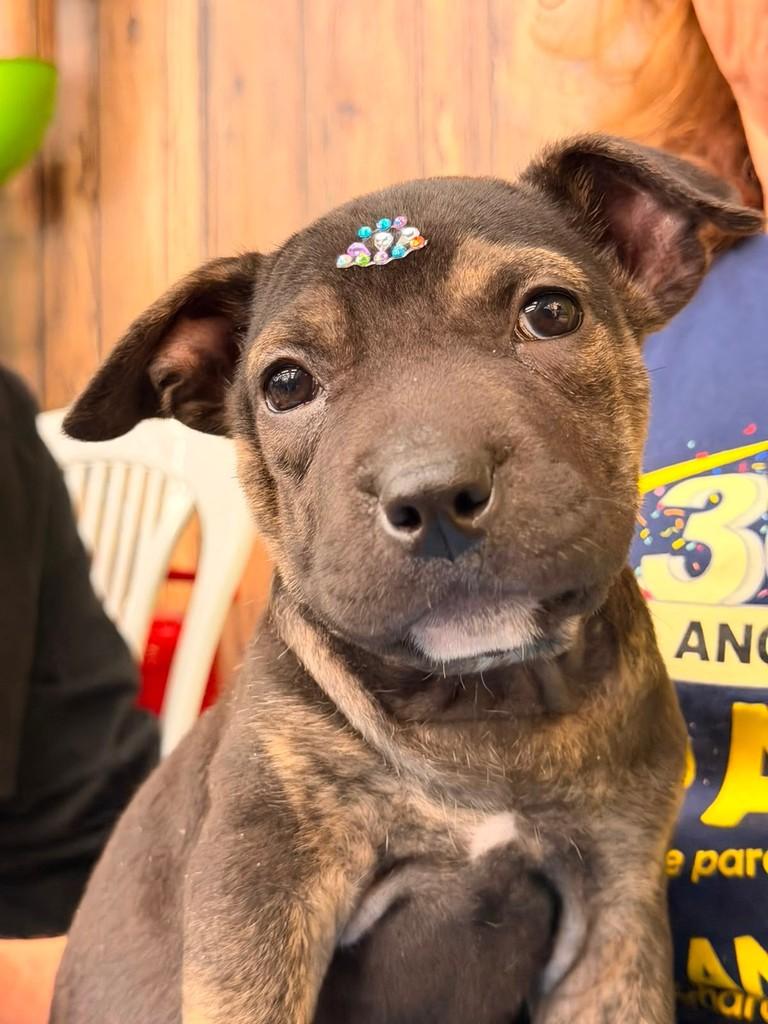 Princesa, cadela de porte pequeno para adoção em Santa Bárbara d'Oeste - SP