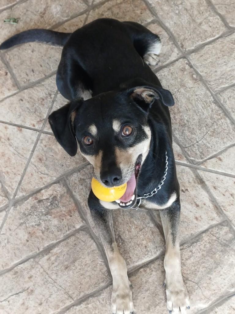 Tobby, cachorro de porte pequeno para adoção em Santa Bárbara d'Oeste - SP