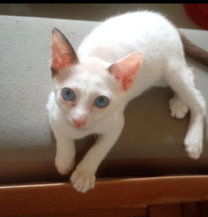 Juju, gato de porte pequeno para adoção em Aracaju - SE
