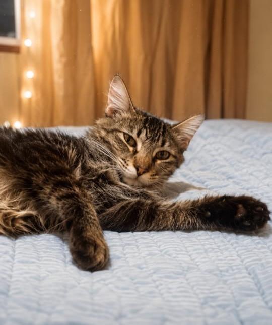Peludinho, gato de porte médio para adoção em Aracaju - SE