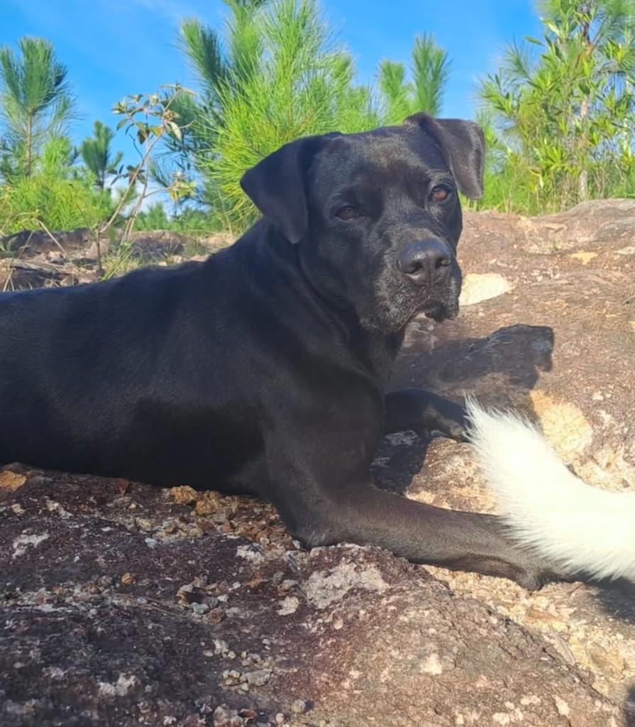 Feijão, cachorro de porte médio para adoção em Florianópolis - SC