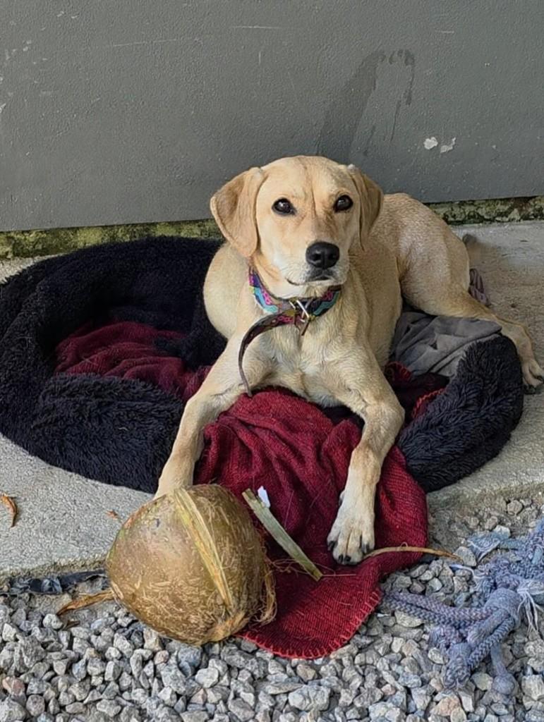 Snoopy, cachorro de porte médio para adoção em Florianópolis - SC