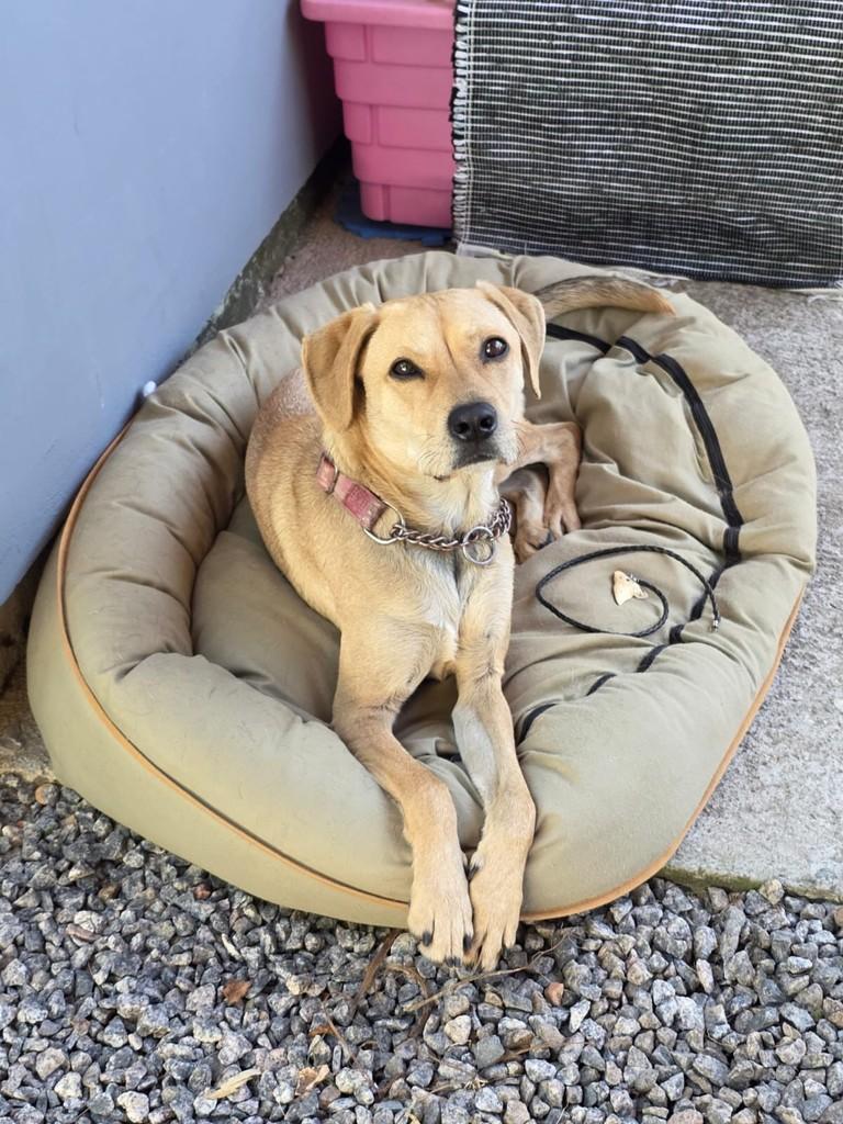 Snoopy, cachorro de porte médio para adoção em Florianópolis - SC — foto 2 de 2