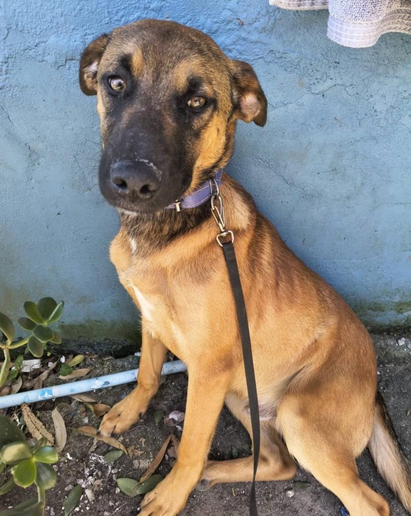 Romeu, cachorro de porte médio para adoção em Florianópolis - SC