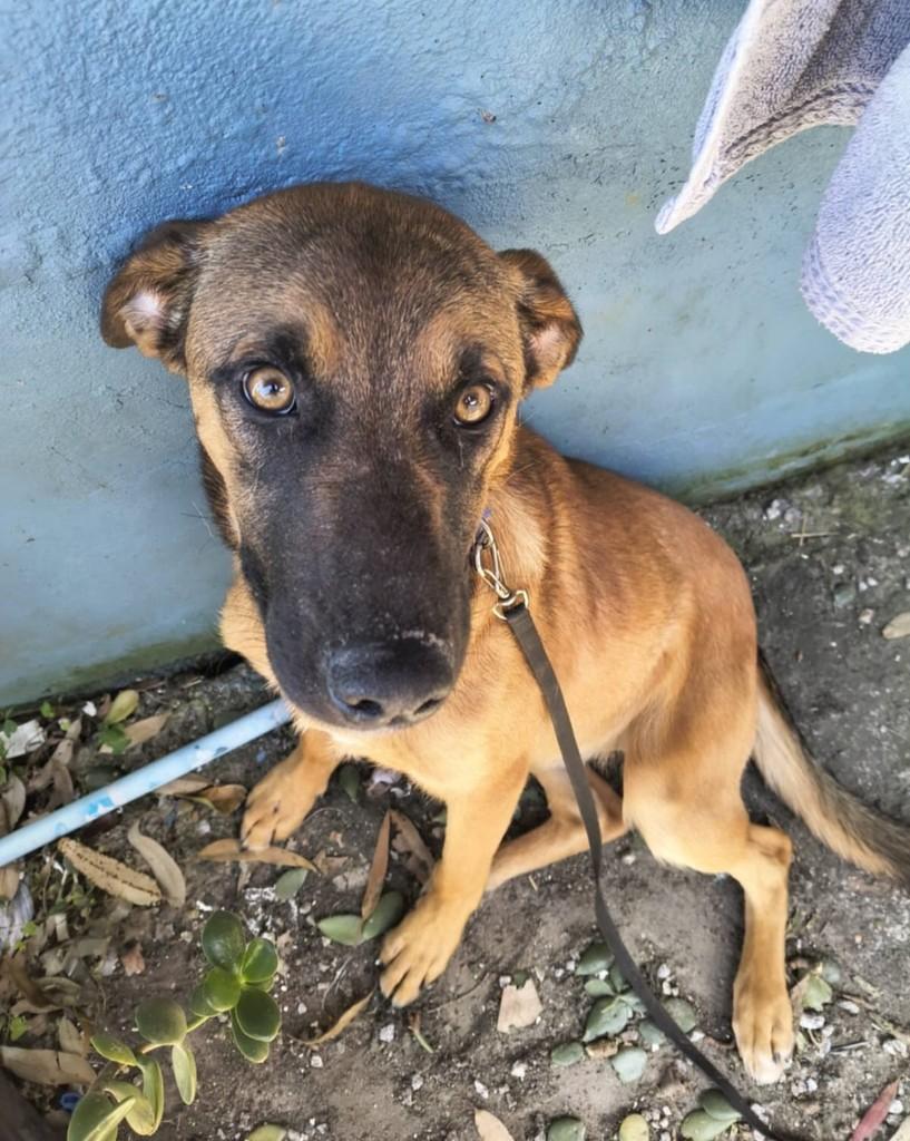 Romeu, cachorro de porte médio para adoção em Florianópolis - SC — foto 2 de 2