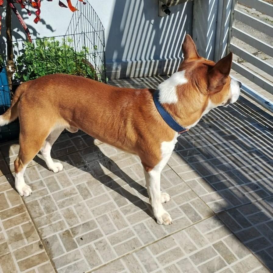 Max, cachorro de porte médio para adoção em Florianópolis - SC
