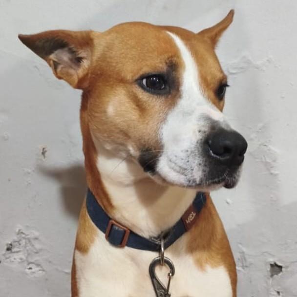 Max, cachorro de porte médio para adoção em Florianópolis - SC — foto 2 de 2