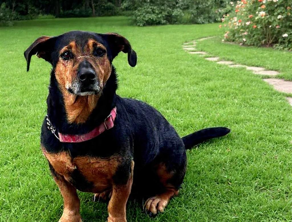 Teddy, cachorro de porte médio para adoção em Florianópolis - SC