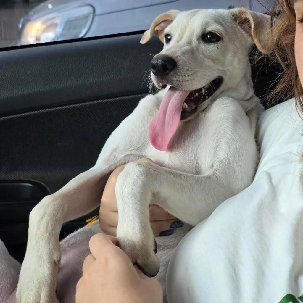 Bento, cachorro de porte médio para adoção em Goiânia - GO
