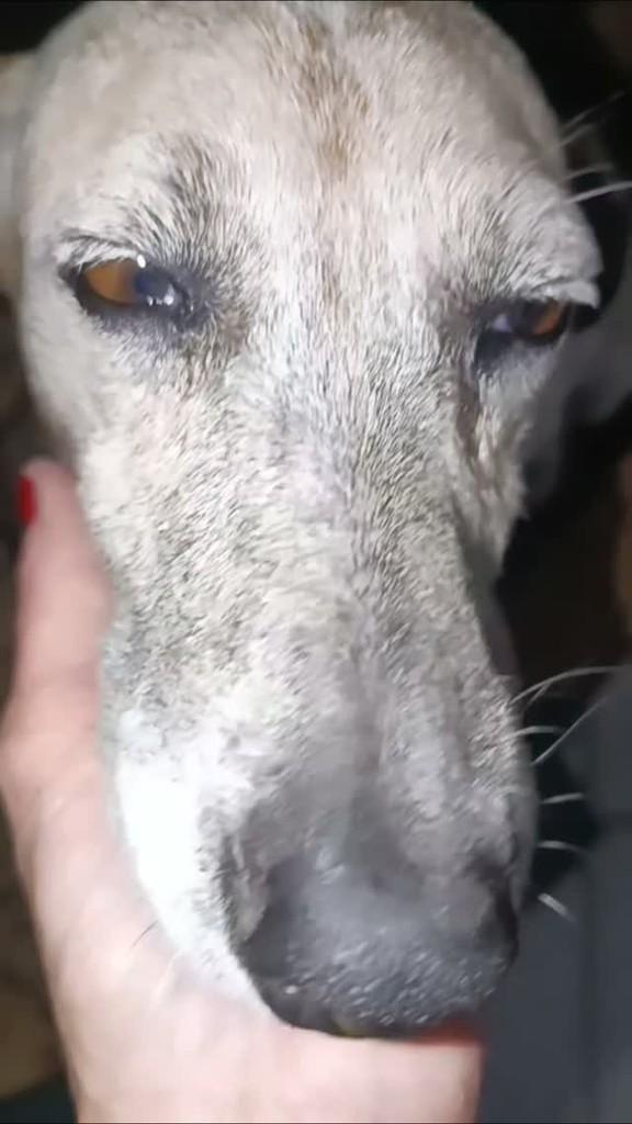 Chico, cachorro para adoção em Goiânia - GO