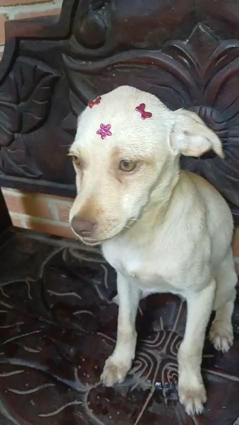 Anna Paula, cadela de porte médio para adoção em Goiânia - GO