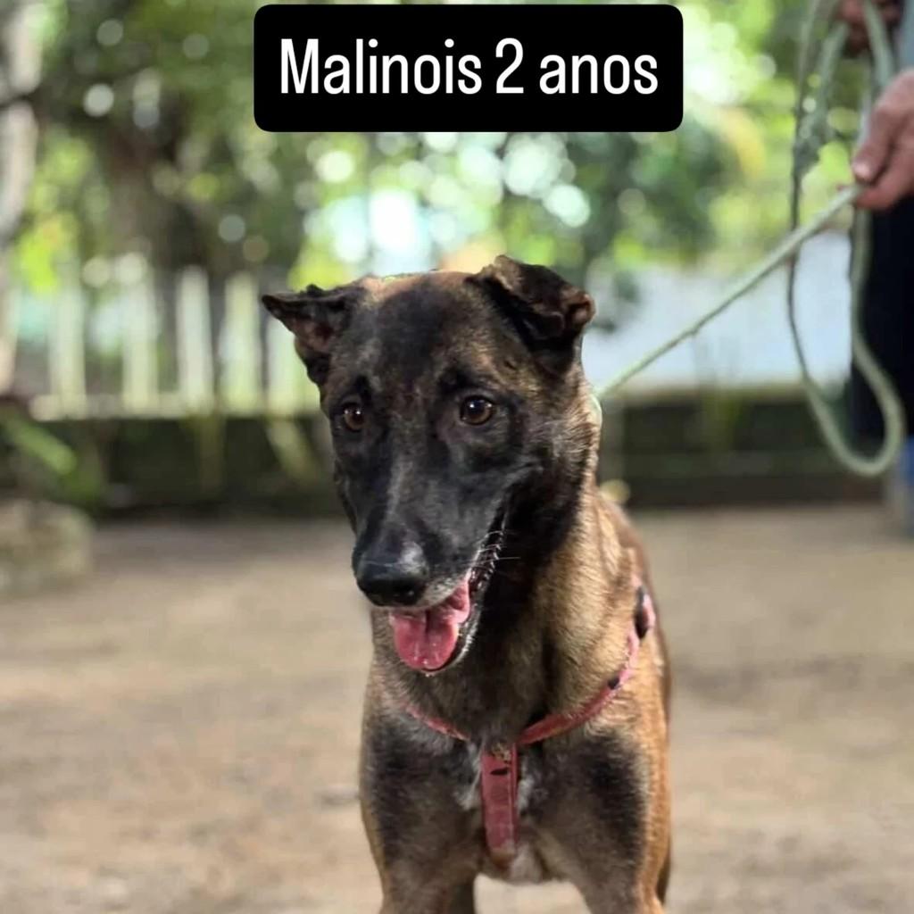 Pastor belga malinois, cachorro de porte médio para adoção em Recife - PE