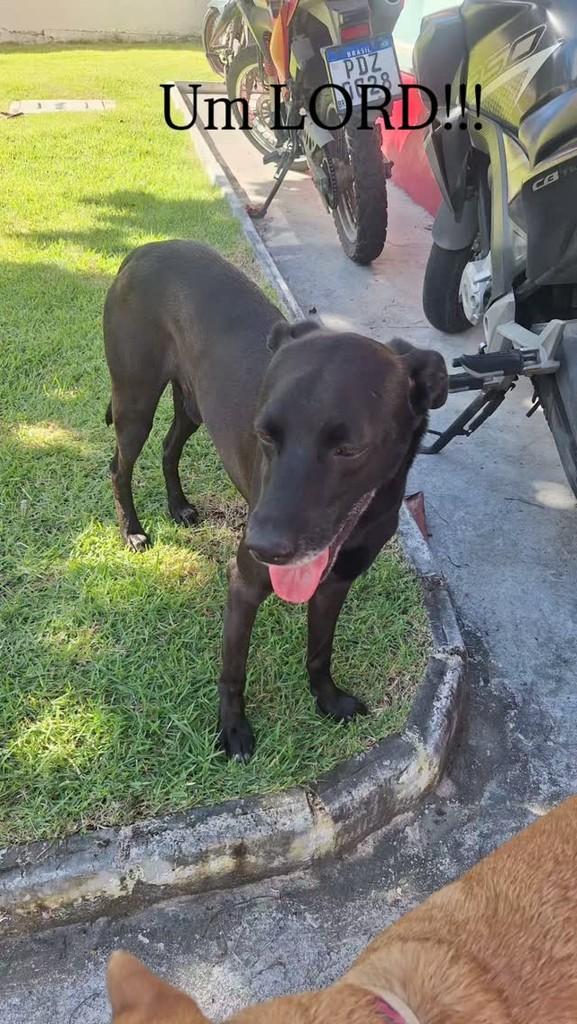 Vini, cachorro de porte médio para adoção em Recife - PE