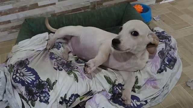 Mocinho, cachorro de porte pequeno para adoção em Rio de Janeiro - RJ