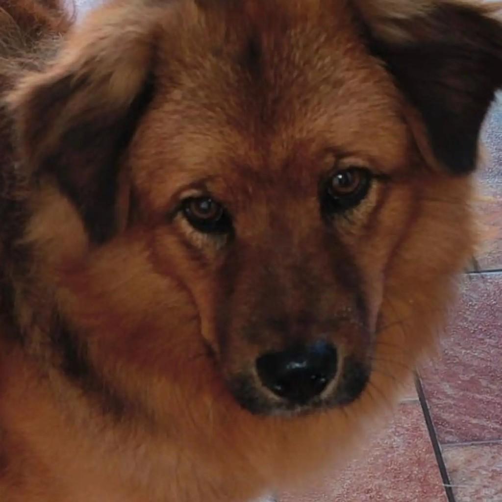 Baru Peludao, cachorro para adoção em Rio de Janeiro - RJ