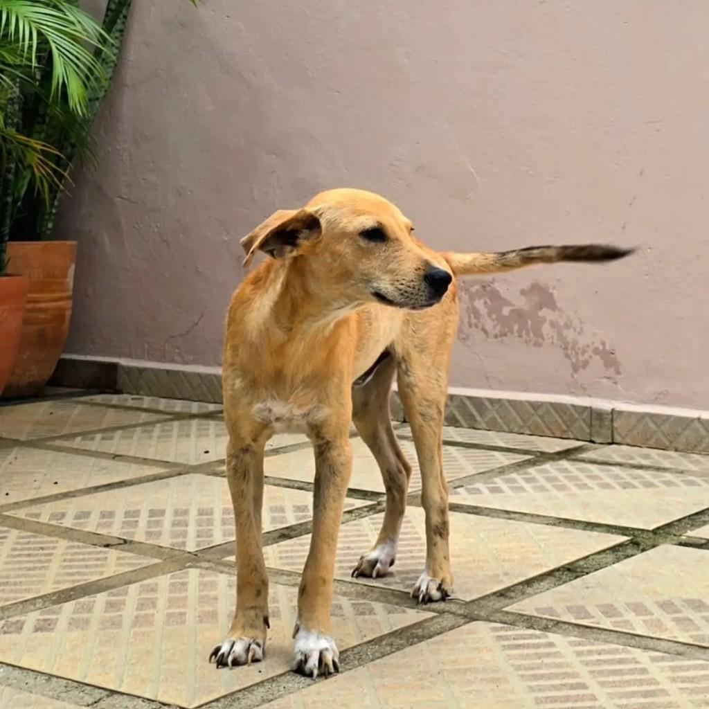 Nino, cachorro de porte pequeno para adoção em Rio de Janeiro - RJ