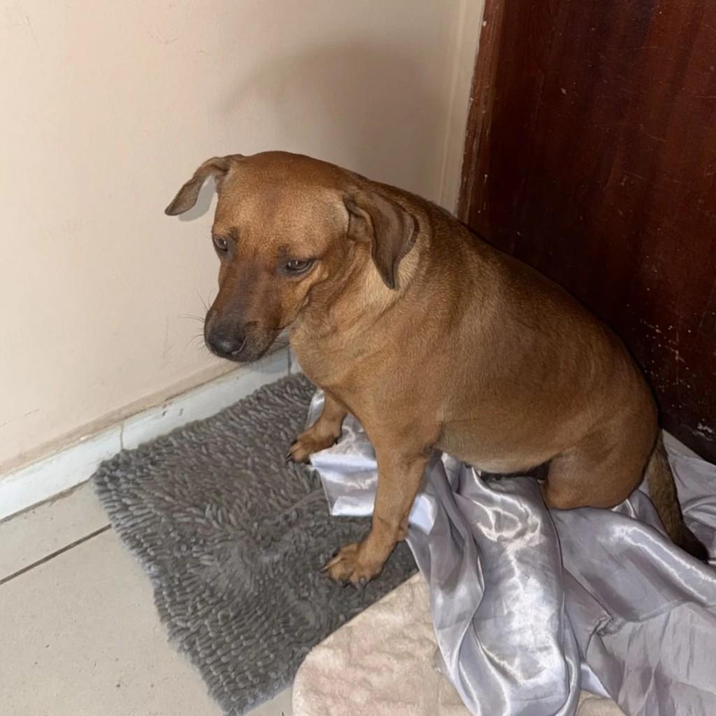 Mel, cadela de porte médio para adoção em Vitória de Santo Antão - PE