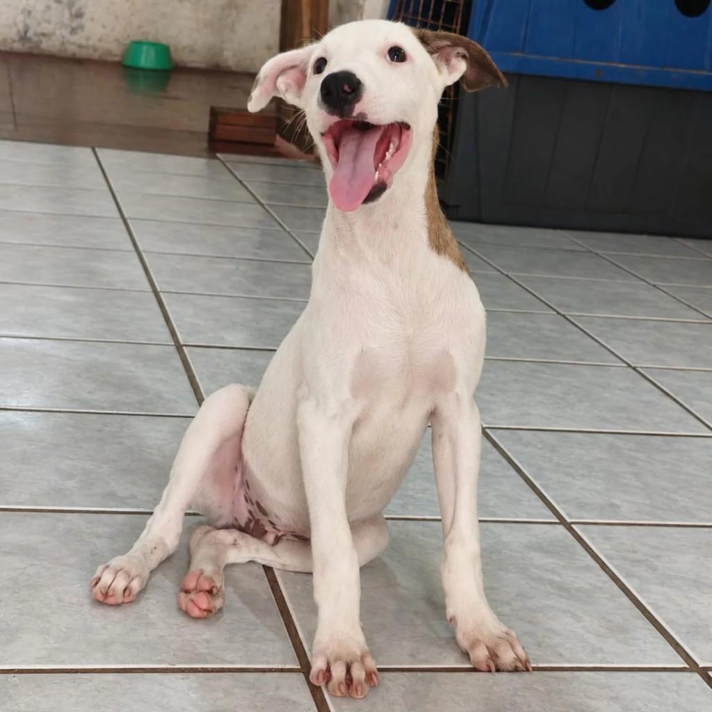 Snoopy, cachorro de porte pequeno para adoção em Vitória de Santo Antão - PE