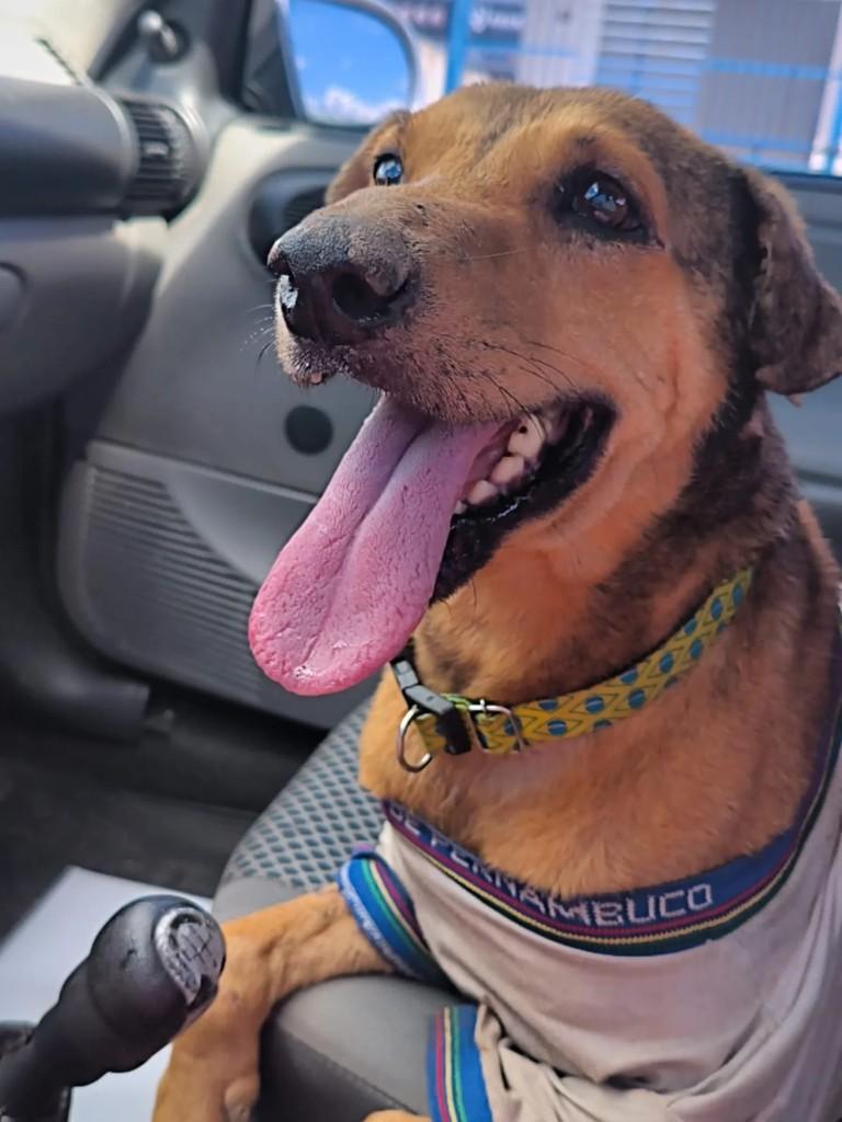 Bob, cachorro de porte médio para adoção em Vitória de Santo Antão - PE
