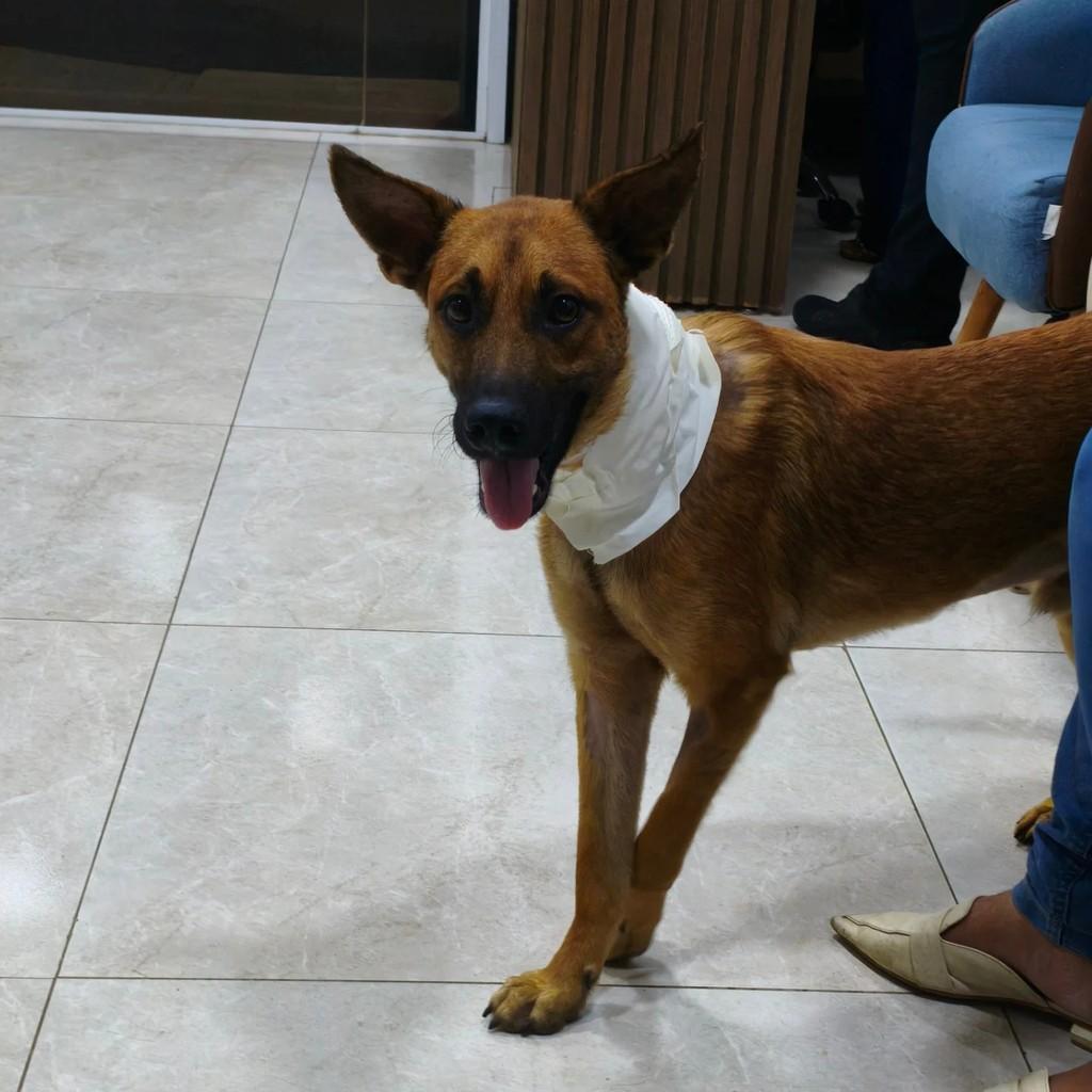 Guerreiro, cachorro de porte médio para adoção em Vitória de Santo Antão - PE