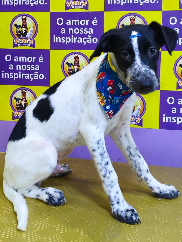 Menininho, cachorro de porte pequeno para adoção em Vitória de Santo Antão - PE