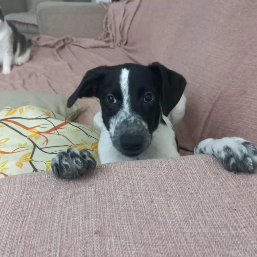 Floquinho, cachorro de porte médio para adoção em Vitória de Santo Antão - PE