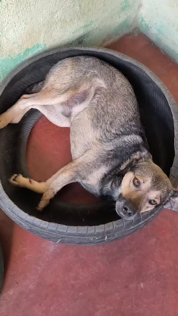 Cotoco, cachorro de porte pequeno para adoção em Vitória de Santo Antão - PE