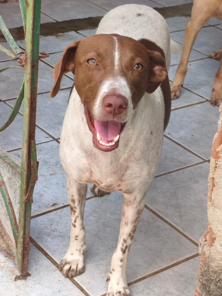 Bonança, cadela de porte médio para adoção em Vitória de Santo Antão - PE