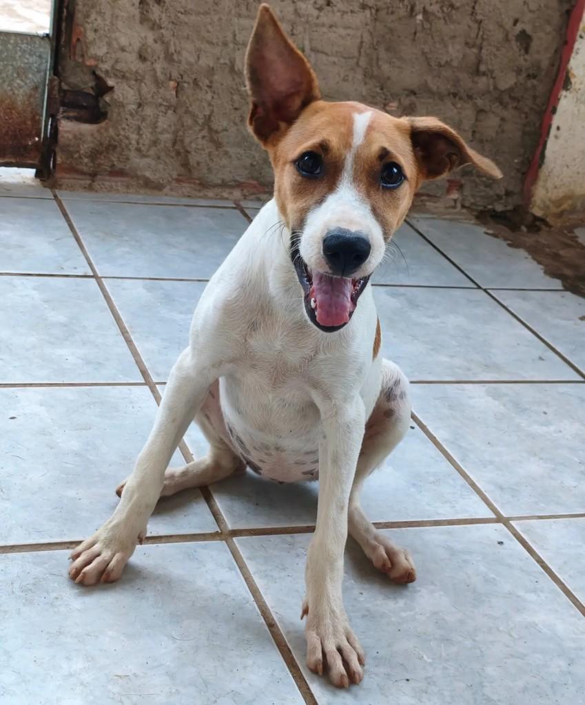 Betina, cadela de porte pequeno para adoção em Vitória de Santo Antão - PE
