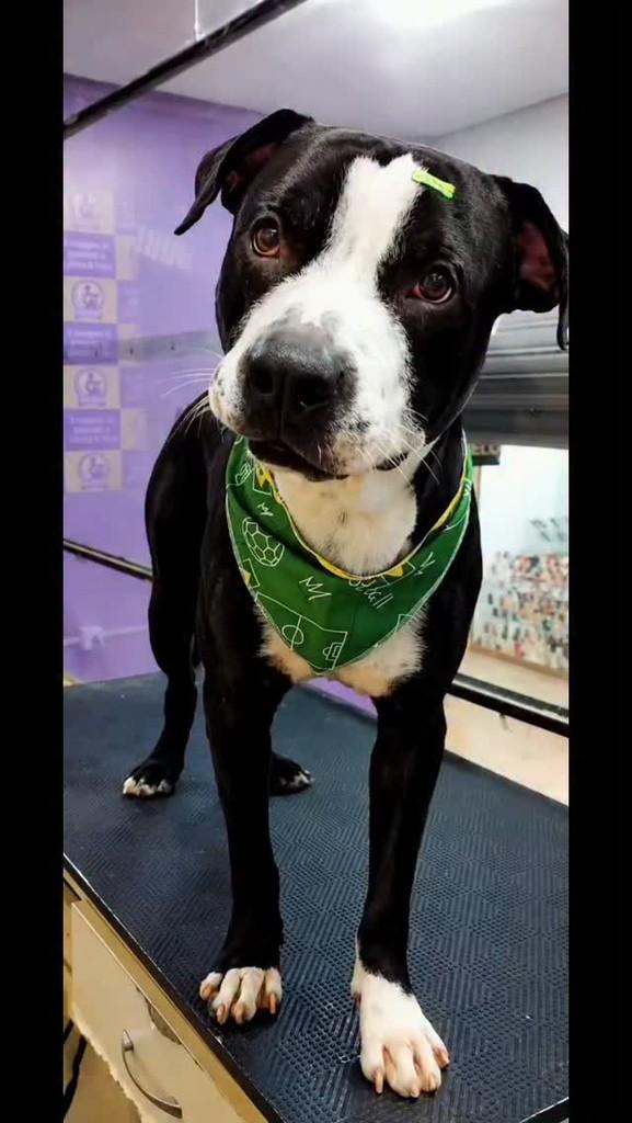 Zeus, cachorro de porte grande para adoção em Vitória de Santo Antão - PE