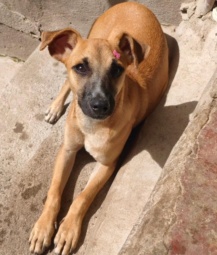 Radija, cadela de porte pequeno para adoção em Vitória de Santo Antão - PE