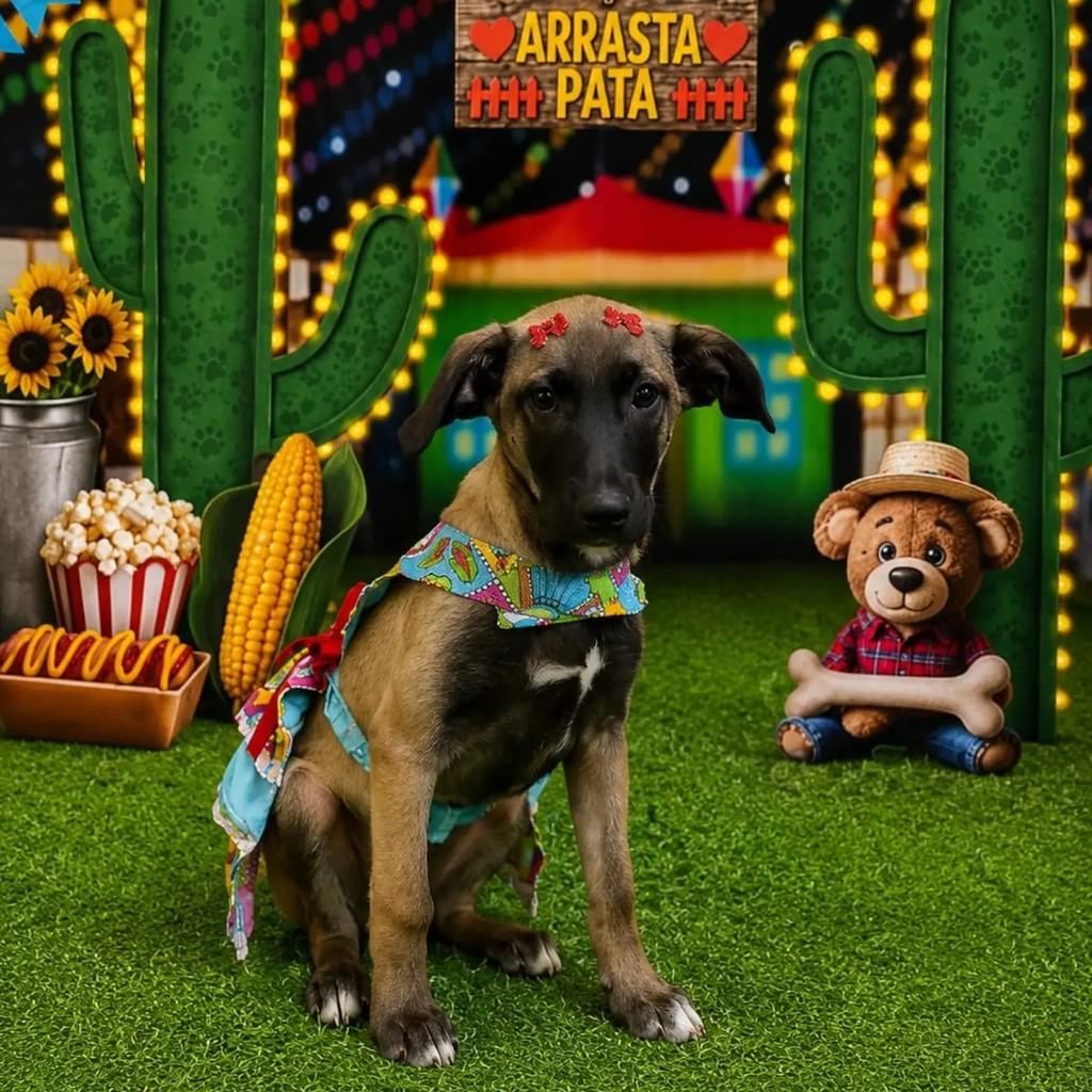 Elba, cachorro de porte pequeno para adoção em Vitória de Santo Antão - PE