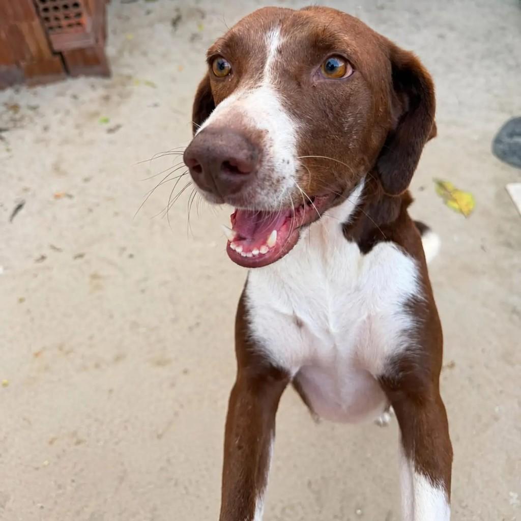 Chocolate, cachorro de porte médio para adoção em Vitória de Santo Antão - PE