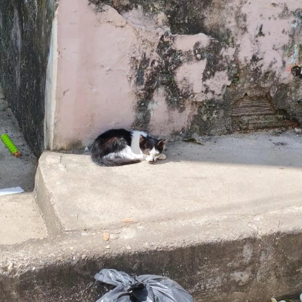 Lua, gata de porte pequeno para adoção em Vitória de Santo Antão - PE