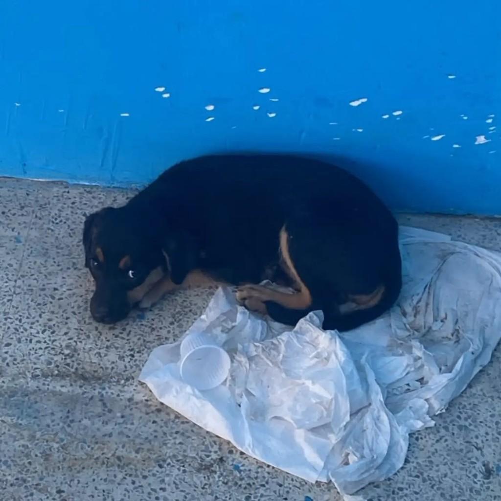 Cacau, cachorro de porte pequeno para adoção em Vitória de Santo Antão - PE