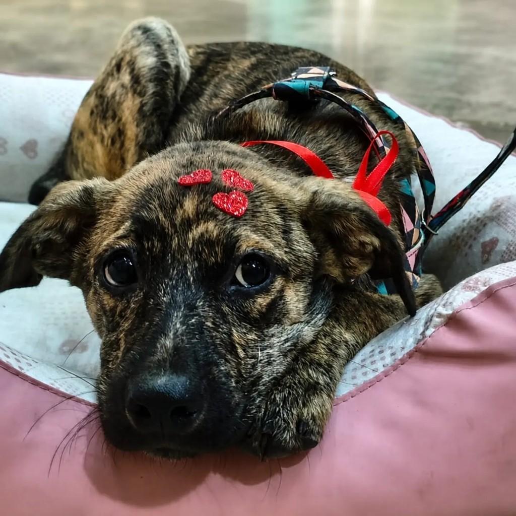 Lolla, cachorro de porte pequeno para adoção em Vitória de Santo Antão - PE