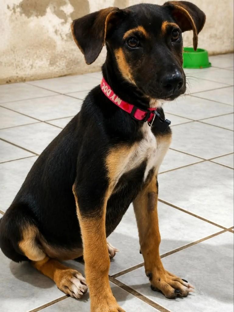 Lilica, cachorro de porte pequeno para adoção em Vitória de Santo Antão - PE